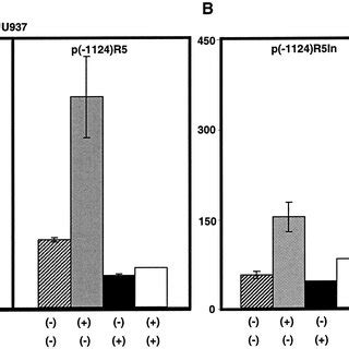 Inhibition Of C EBP Activation By LIP U937 A And Jurkat B Cells