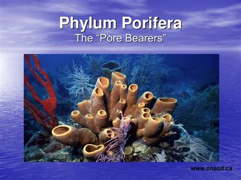 Ppt Phylum Porifera Powerpoint Presentation Free Download Id3100992