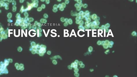 Fungi Vs Bacteria