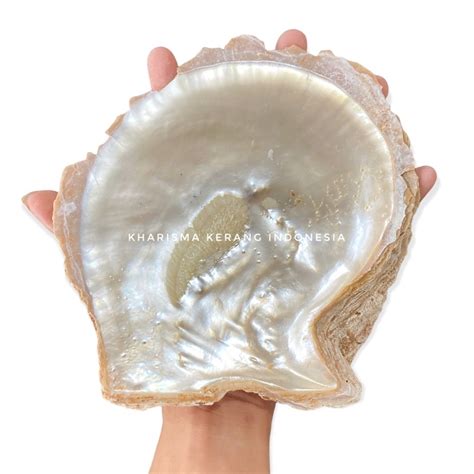 Jual RAW MOTHER OF PEARL SHELL CANGKANG KERANG MUTIARA LAUT KULIT ...