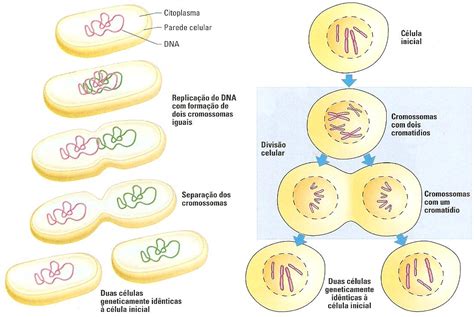 faça um esquema sobre o processo de divisão celular brainly br