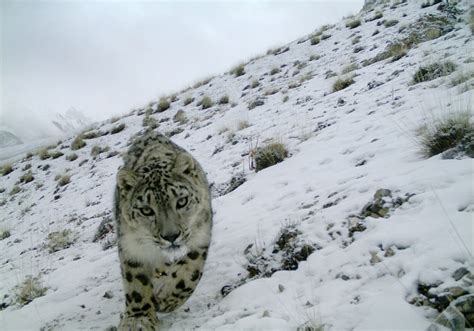 The Elusive Snow Leopard Caught In A Camera Trap Smithsonian