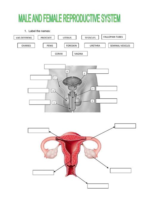 The Male And Female Reproductionive System