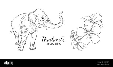 Thai Elephant Clip Art