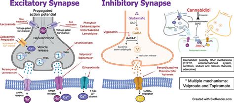mechanisms  action  antiseizure medications   brazil