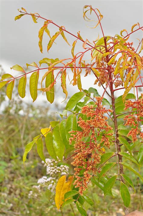 plant4 (Anacardiaceae) image 129914 at PhytoImages.siu.edu