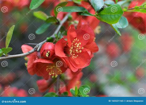 Cydonia Japonica Blossom Up Close, In The Garden Stock Image | CartoonDealer.com #185364727