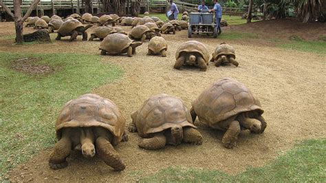 Aldabra Giant Tortoise | Animal Wildlife