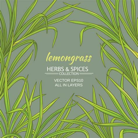 Dried Lemongrass Illustrations Royalty Free Vector Graphics And Clip Art