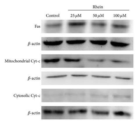 Western Blot Analysis Of Fas And Mitochondrial Cytosolic Cytochrome C