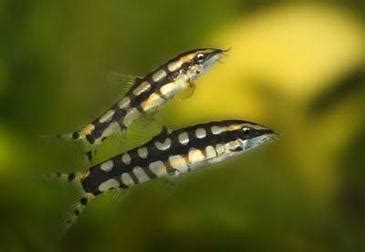 Dwarf Loach - The Fish Bowl.com