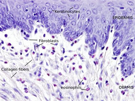 Fibroblasts In Connective Tissue