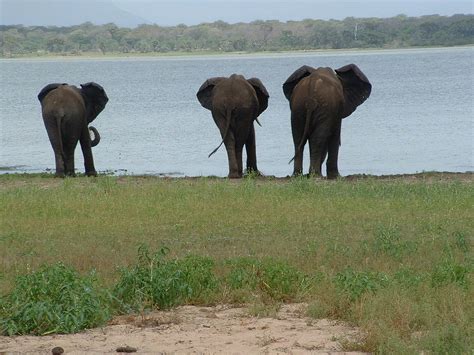 Day Trip To Lake Manyara National Park Sironka Tours Safaris Limited