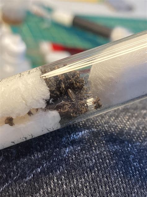 Termite update: while looking for Strumigenys, I stumbled upon this