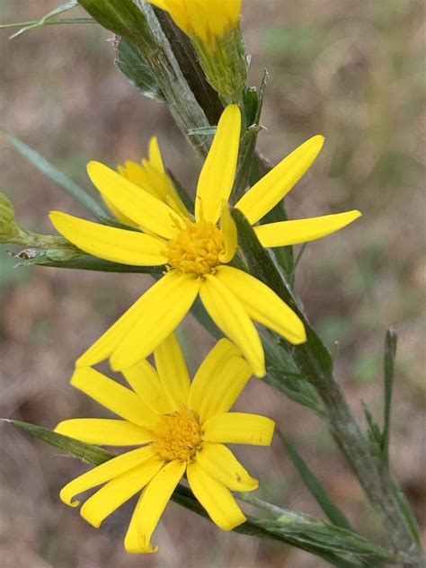 Narrowleaf Silkgrass Plants Of The Florida Sandhill · Inaturalist