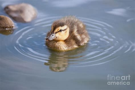 Fluffy duckling Photograph by Liz Leyden - Fine Art America