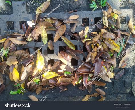 Street Water Drain Blocked Leaves Debris Stock Photo 2175459409