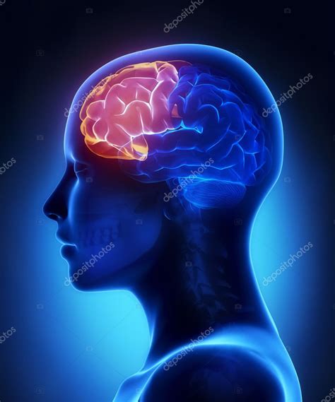 Frontal Lobe Female Brain Anatomy Lateral View — Stock Photo