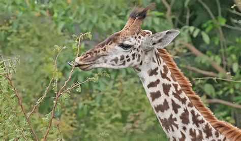 Masai giraffe facts, distribution & population | BioDB