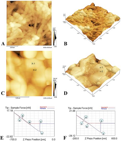 Typical D A And C And D B And D Afm Images Of One Week Old