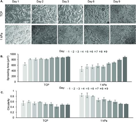 Cell Spreading Area And Circularity Of MCF 7A Cells As A Function Of