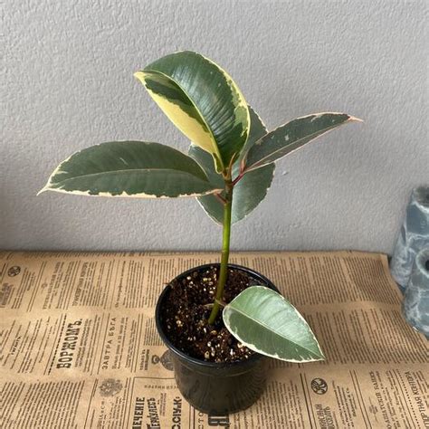 Фикус каучуконосный 🌿, Живые растения в Москве, купить по цене 1390 руб ...