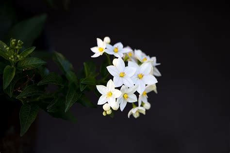 HD wallpaper: Small white flowers, lily of the valley, white petaled ...