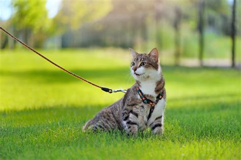 Walking Your Cat Outside: Tips And Tricks - Lux Cat Living