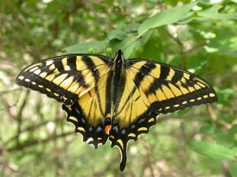 Butterfly Canadian Tiger Swallowtail Bright Yellow With Broad Black Stripes With Some