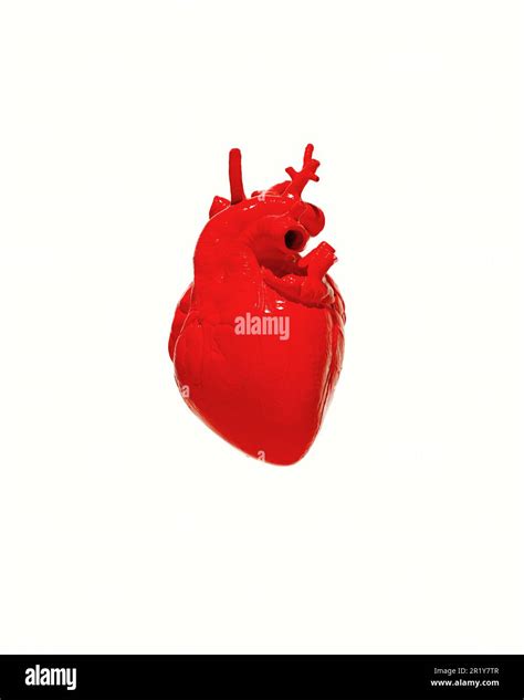 Red Human Heart Anatomical White Background Shiny Wet Blood Organ