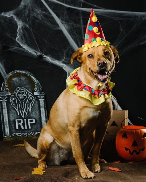 Happy Howl-O-Ween! These Dogs in Costumes Will Make Your Day! | Dog ...