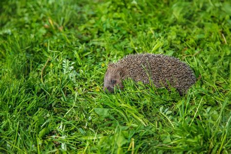 Little Hedgehog in Nature. Animals Stock Image - Image of adorable ...