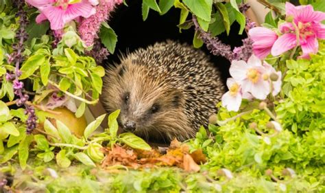 How To Attract Hedgehogs Into Your Garden 8 Tips And Tricks Uk