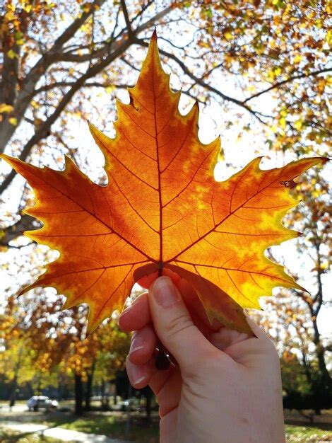 Premium Photo Cropped Hand Holding Maple Leaf