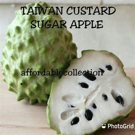 Taiwan Custard Sugar Apple Seed Biji Benih Buah Nona Taiwan 50 Seeds