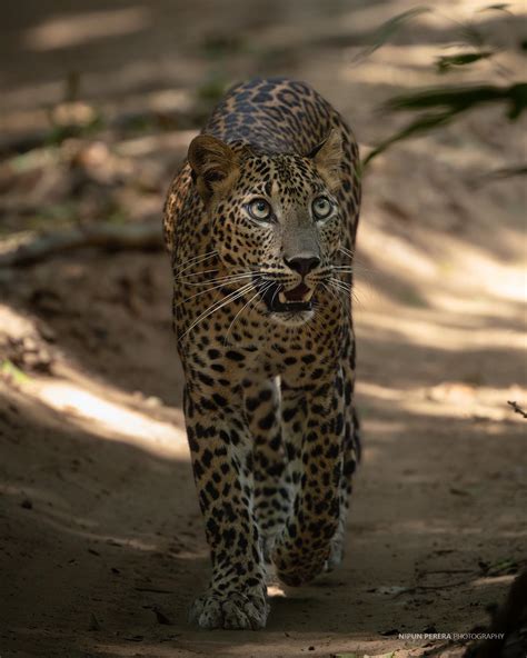 nipun leopard kuweni leopard wildlifephotography srilanka