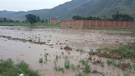 Desborde Del Río Huallaga Dañó Varias Hectáreas De Sembríos En Huachog Tu Diario Huánuco