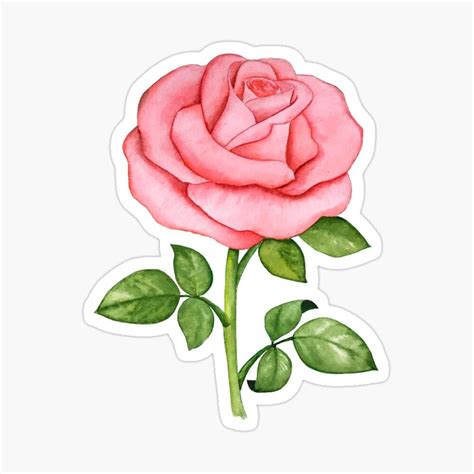 Watercolor Rose Flower Sticker For Sale By Milla Zelenyuk In