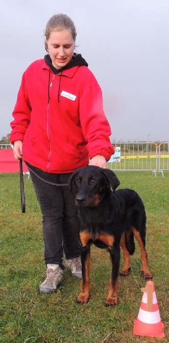 Accueil Elevage Du Mont Des Croisettes Eleveur De Chiens Berger De