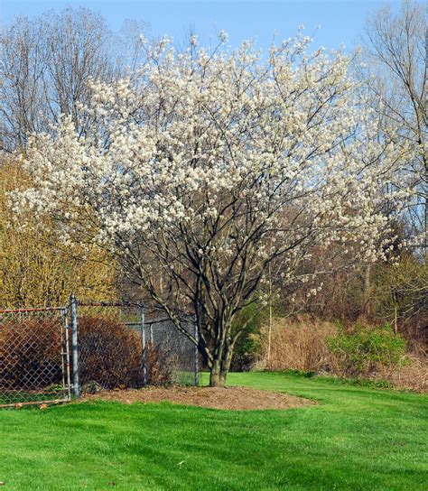 amelanchier canadensis - Google Search | Deer resistant plants, Native ...