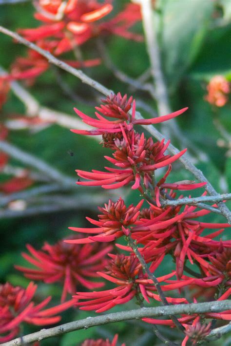 American Coral Tree From Nueva Esperanza Palenque Chis M Xico