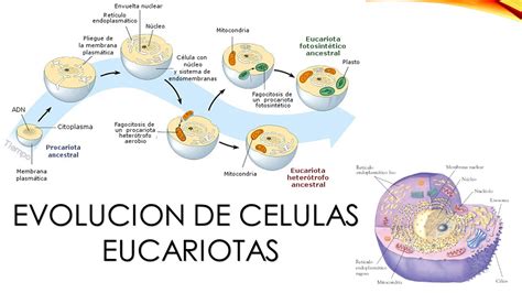 Origen y Evolucion La Evolución de los Eucariotas