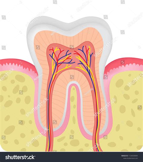 Anatomy Human Teeth Stock Vector (Royalty Free) 1134559094 | Shutterstock