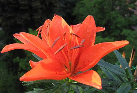 I Fiori Del Mio Terrazzo 61 Lilium Maurizio Zanella Flickr