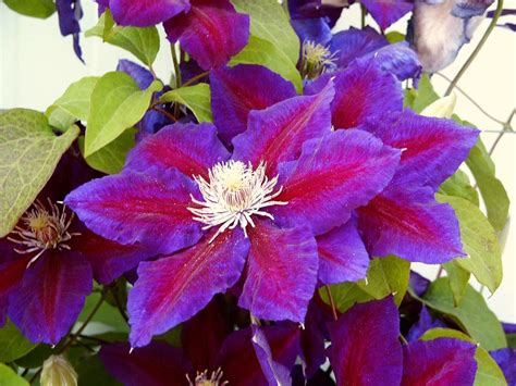 Clematis Hybrida Julka Clematis Plamének Zahradnictví Franc