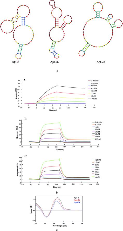 Characterization Of Aptamers A Structural Analysis Of The Aptamers