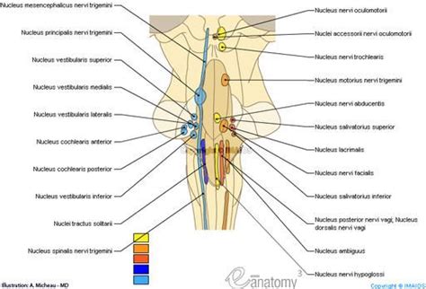 Anatomiediagramme Cranial Nerves Brain Diagram Nerve