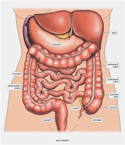 Human Diagram Of Organs Koibana Info Human Body Anatomy Body