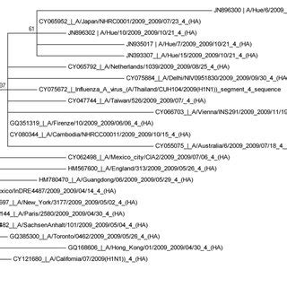 The Phylogenetic Tree Of The Ha Genes Of Four Influenza A H N Pdm