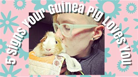 5 Signs Your Guinea Pigs Love And Trust You Youtube